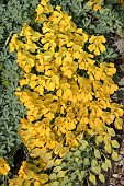 TROPAEOLUM POLYPHYLLUM