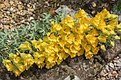 TROPAEOLUM POLYPHYLLUM