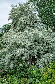 ELEAGNUS QUICKSILVER