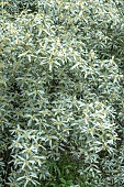 ELEAGNUS QUICKSILVER