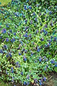 CERINTHE MAJOR