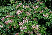 LONICERA PERICLYMENUM
