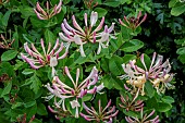 LONICERA PERICLYMENUM