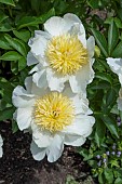 PAEONIA LACTIFLORA CHEDDAR CHEESE