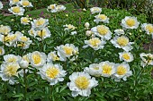 PAEONIA LACTIFLORA CHEDDAR CHEESE