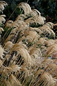 MISCANTHUS NAPALENSIS