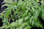 WOODWARDIA RADICANS
