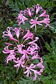 NERINE BOWDENII ISABEL