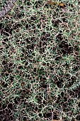 SARCOPOTERIUM SPINOSUM
