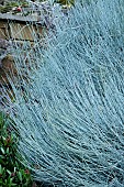 EPHEDRA MAJOR
