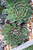 ECHEVARIA AGAVOIDES