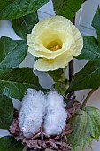 GOSSYPIUM HERBACEUM