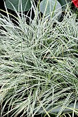 CAREX EVERCOLOR EVEREST