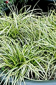 CAREX EVERCOLOR EVERSHEEN
