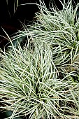 CAREX EVERCOLOR EVERBRITE