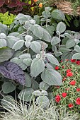 PLECTRANTHUS SILVER SHEILD