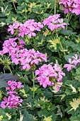 GERANIUM HAPPY THOUGHT PINK