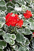 GERANIUM  WILLIAM LANGGUTH