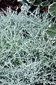HELICHRYSUM SILVIO MOUNDING