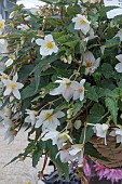 BEGONIA FUNKY WHITE