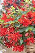 BEGONIA FUNKY SCARLET