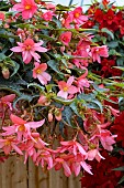 BEGONIA F1 FUNKY PINK
