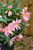 BEGONIA F1 FUNKY LIGHT PINK
