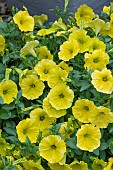 PETUNIA CAPELLA HELLO YELLOW