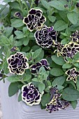 PETUNIA MYSTICAL MIDNIGHT GOLD