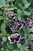 PETUNIA MYSTICAL MIDNIGHT GOLD