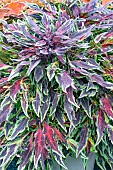 COLEUS FLAME THROWER CHILLI PEPPER