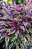 COLEUS  FLAME THROWER CHILLI PEPPER
