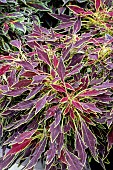 COLEUS FLAME THROWER SERRANO