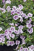 CALLIBRACHOA CAN-CAN DOUBLE LAVENDER TASTIC