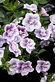 CALLIBRACHOA CAN-CAN DOUBLE LAVENDER TASTIC
