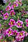 CALLIBRACHOA STARLIGHT HAWAII PINK