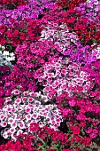 DIANTHUS F1 FESTIVAL MIXED