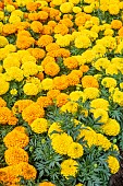 MARIGOLD MARVELL II MIXED