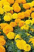 MARIGOLD MARVELL II MIXED