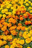 MARIGOLD BONANZA
