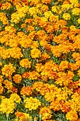MARIGOLD DURANGO SELECT MIXED