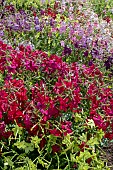 NICOTIANA F1 PERFUME MIXED