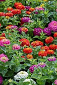 ZINNIA ZESTY MIXED