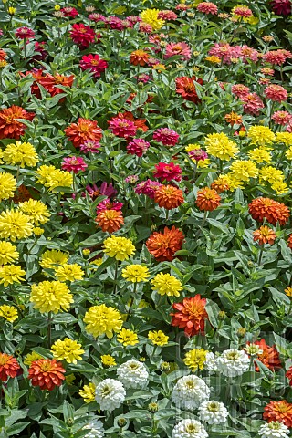 ZINNIA_ZAHARA_DOUBLE_MIXED