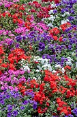 PHLOX F1 21st CENTURY MIXED