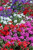 PHLOX F1 21st CENTURY MIXED
