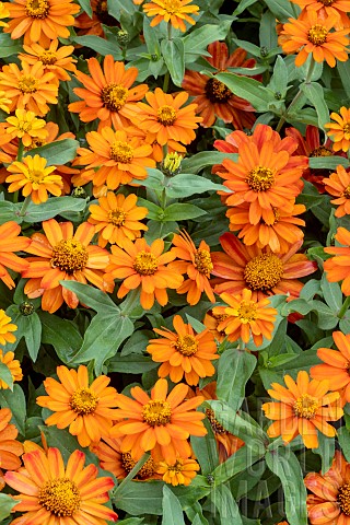 ZINNIA_ZAHARA_FIRE