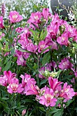 ALSTROEMERIA SUMMER PARADISE SUMMER SAINT