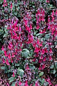 PHYGELIUS COLORBURST ROSE