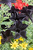 PETUNIA SUNNY BLACK